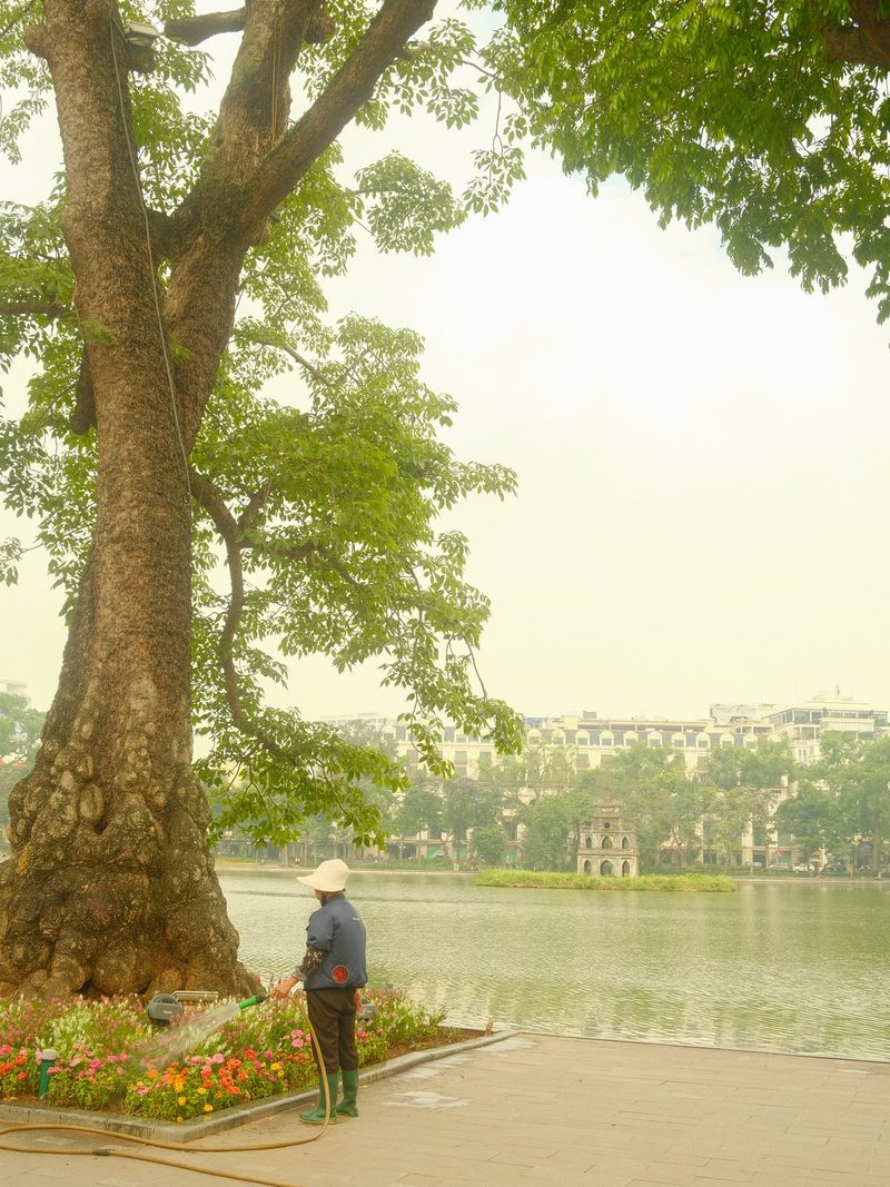 A person waters a tree in a park with a large body of water and buildings in the background.
