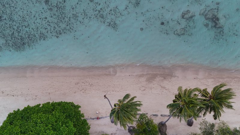 Aerial view of a beach with palm trees, a sandy shore, and a body of water.