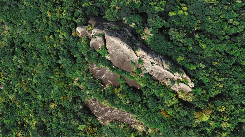 A large, light-colored rock formation is surrounded by lush greenery, with several smaller rocks scattered throughout the dense foliage.