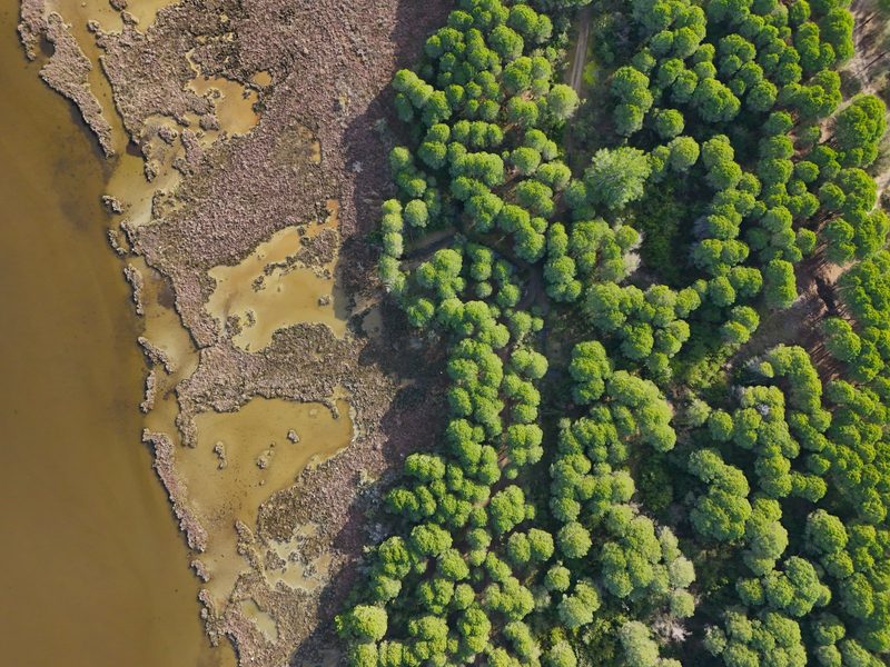 Aerial view of a forested area with a body of water on the left side, featuring a mix of green trees and brown vegetation.