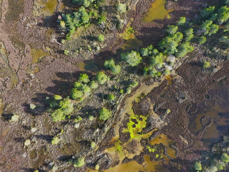 Aerial view of a landscape with trees, water, and mud, featuring a mix of green and brown hues.