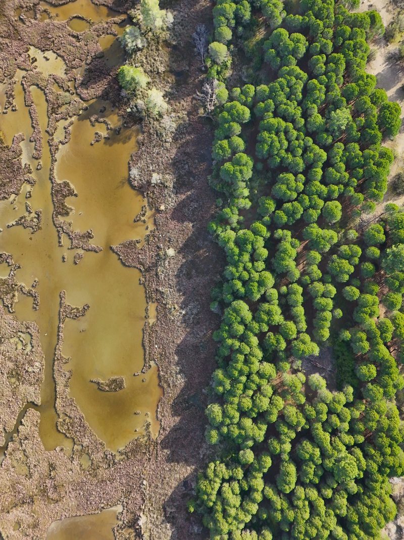 Aerial view of a forest and a body of water, with trees and vegetation visible on both sides of the water's edge.