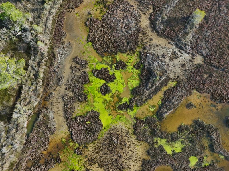 Aerial view of a landscape with a mix of green and brown vegetation, featuring trees and grasses.