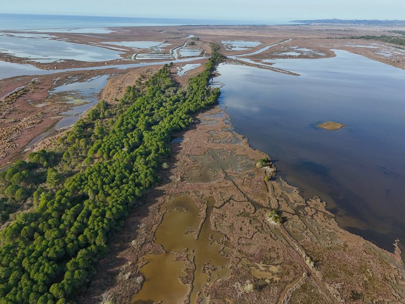 Aerial view of a vast, wetland area with a prominent tree line running through the center, surrounded by water and marshy terrain.