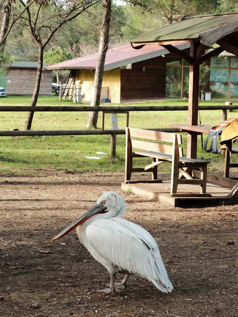 A large white bird with a long beak stands in a clearing, surrounded by a wooden fence and a wooden structure with a bench and table.
