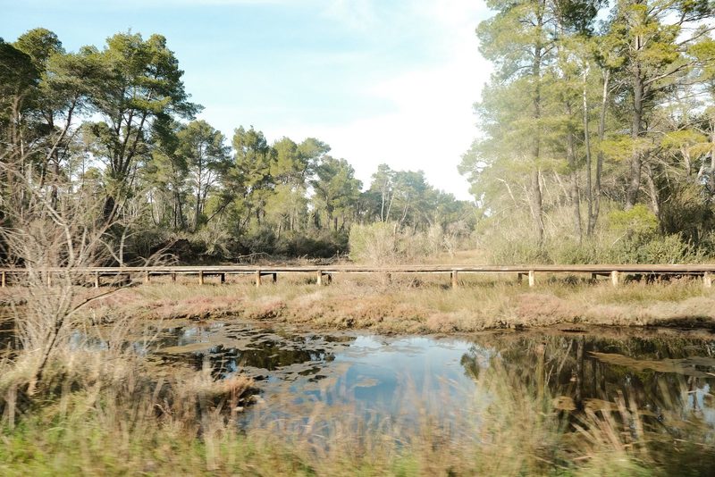 A wooden boardwalk traverses a marshy area, flanked by a small pond and a dense forest of trees.