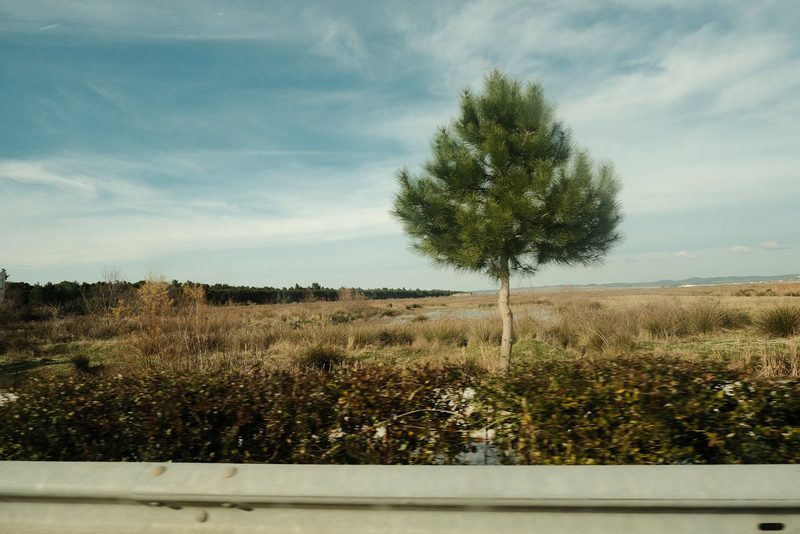 A small tree stands in a field, surrounded by a mix of green and brown vegetation, with a metal barrier in the foreground.