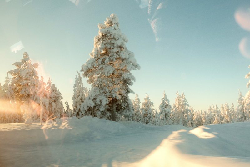 A snow-covered landscape with a large tree in the foreground, surrounded by smaller trees and a clear blue sky.