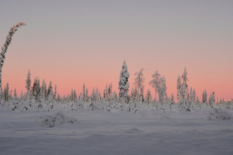 A snowy landscape with a line of trees covered in snow, set against a pink and grey sky.