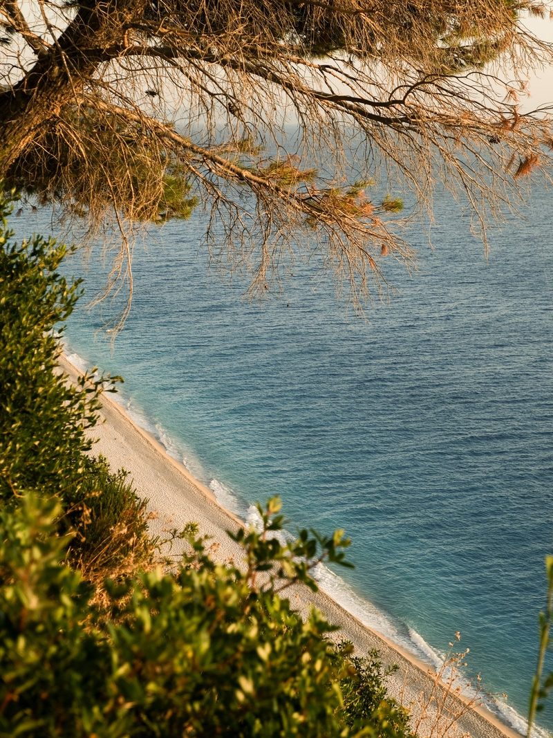 A serene beach scene, with a sandy shore and a body of water, framed by lush greenery and a tree branch.