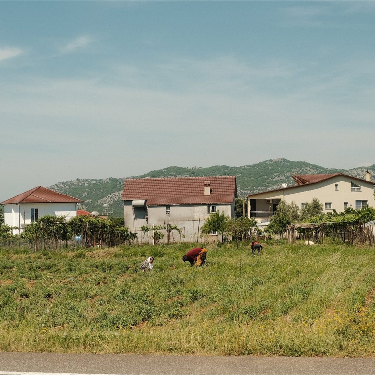 Lëpushë, Albania