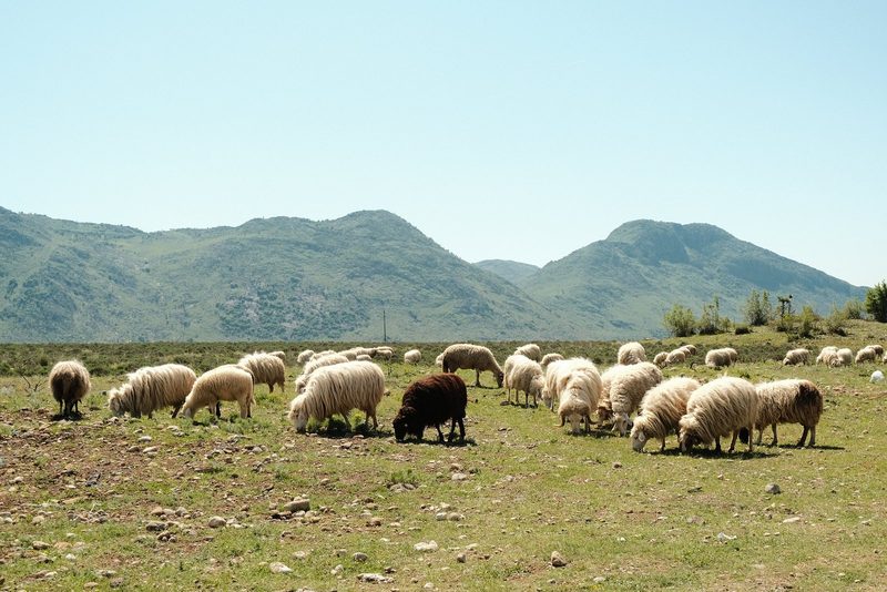 A flock of sheep grazing in a rocky field with mountains in the background.