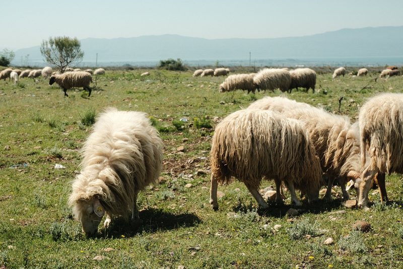 A flock of sheep grazing in a grassy field with mountains in the background.