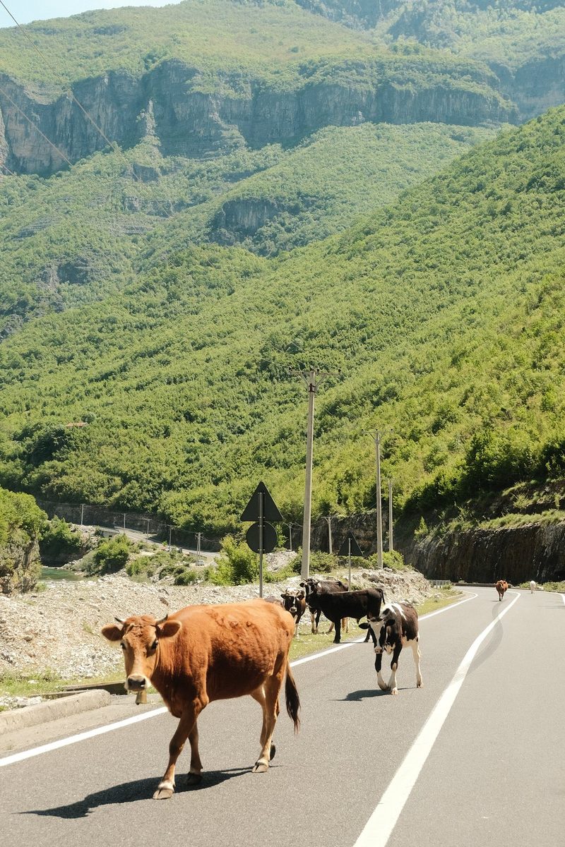 A cow is walking on a road in front of a mountainous landscape.