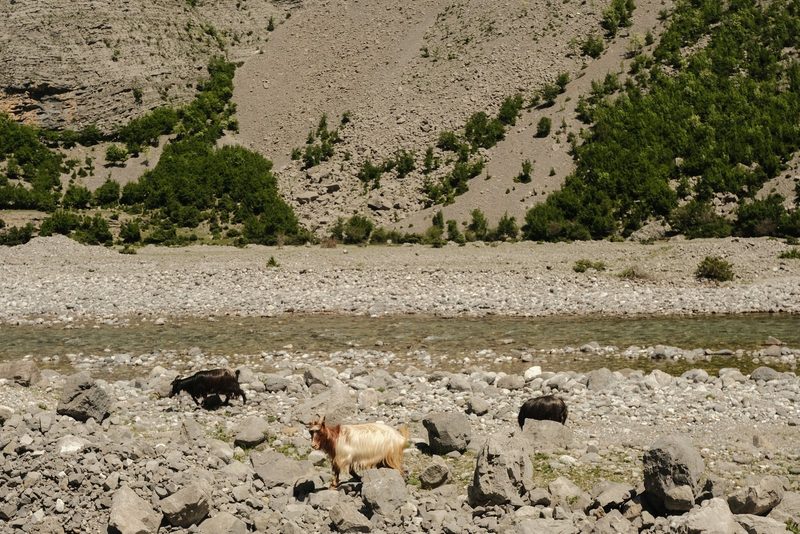 A rocky landscape with a river and goats.