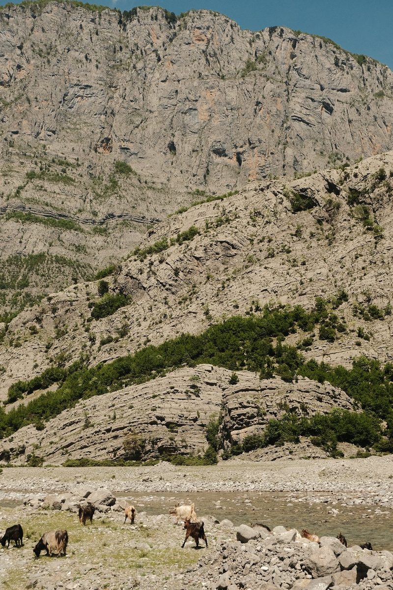A rocky mountain with a herd of cattle grazing in the foreground.
