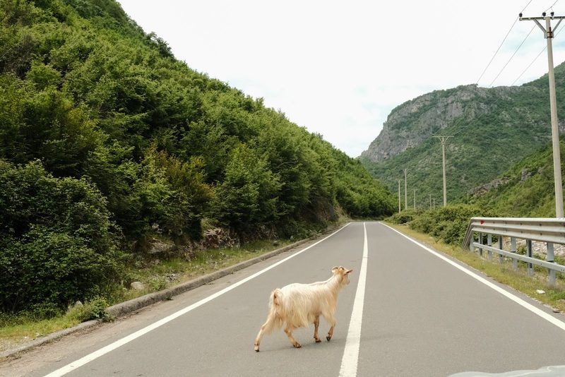 A goat is crossing a road in a mountainous area, with trees and mountains surrounding the road.