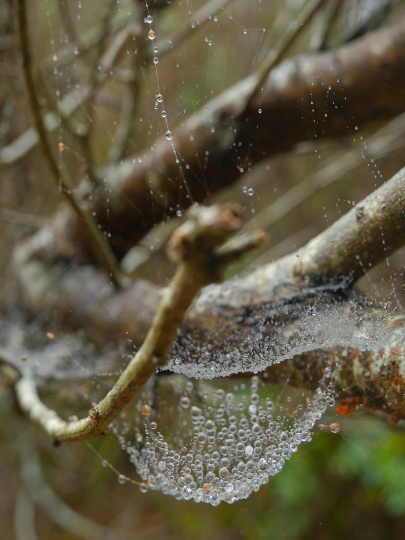 A close-up of a spider web covered in dew on a tree branch.