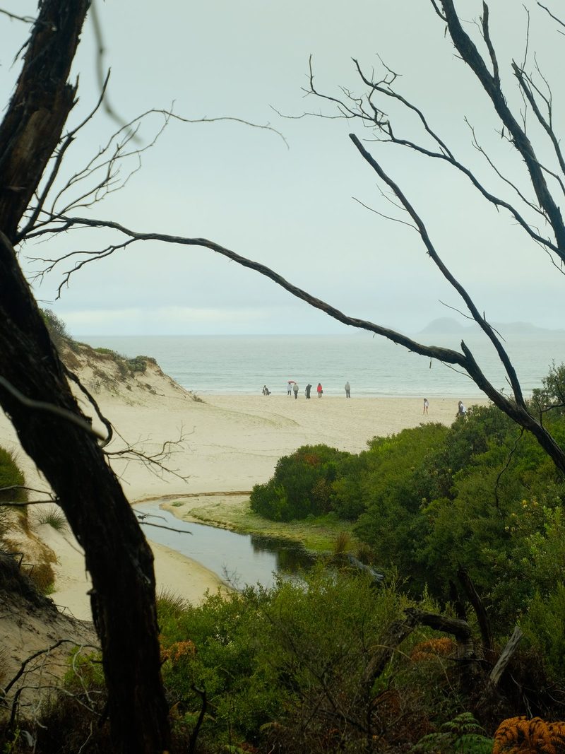 A beach scene with a river running through it, surrounded by trees and foliage.