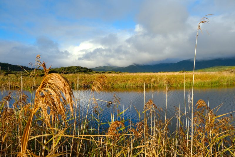 A serene wetland landscape with a pond and tall grasses, set against a backdrop of mountains and cloudy skies.