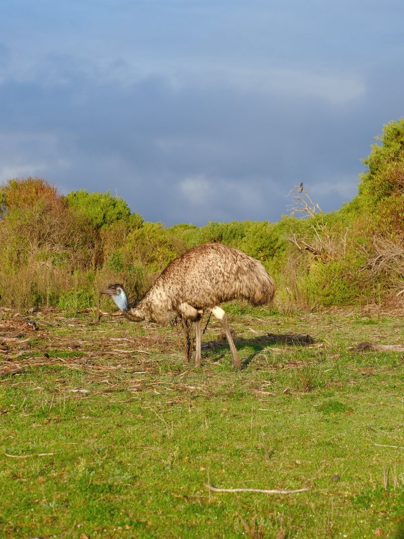 A large bird with a long neck and legs stands in a grassy field, surrounded by trees and bushes.