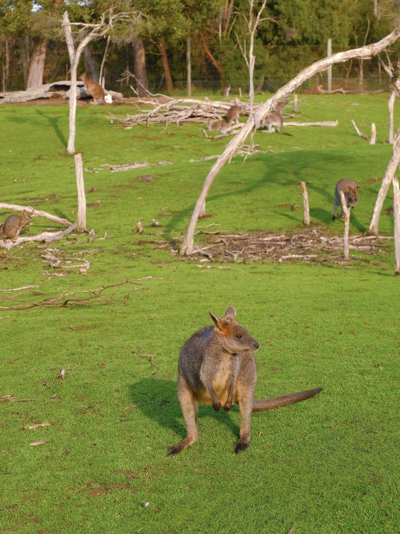 A kangaroo is seen in a grassy field with trees and other animals in the background.