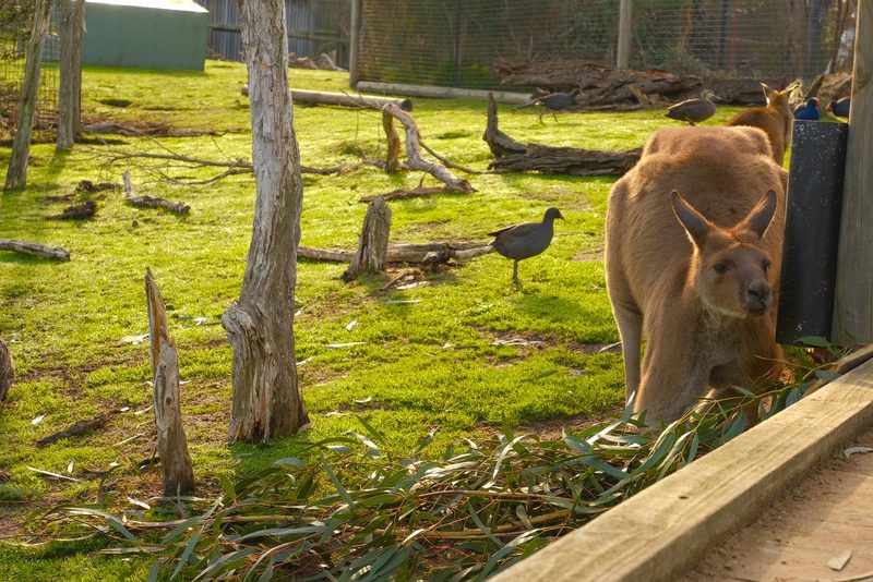 A kangaroo and a bird in a grassy enclosure with fallen trees and branches.