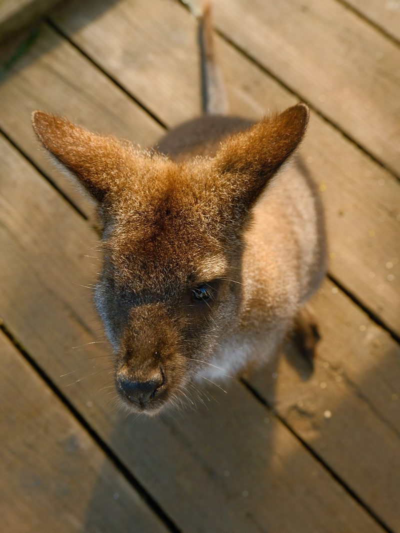 A close-up of a wallaby's head on a wooden deck, possibly in a zoo or wildlife park.