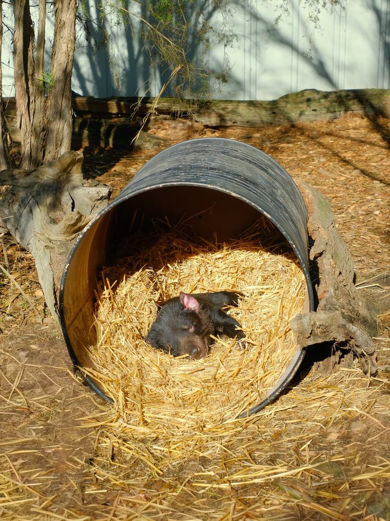 A piglet is sleeping in a straw-filled barrel in a sunny outdoor setting.
