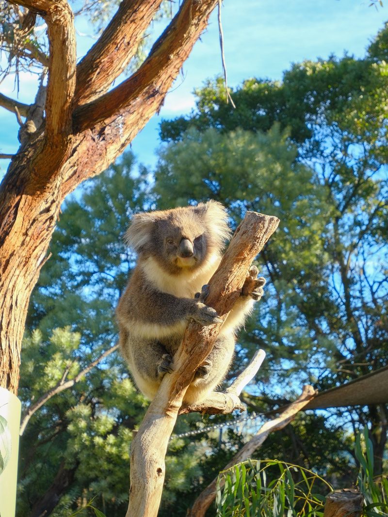 A koala clings to a tree branch in a sunlit wooded enclosure.
