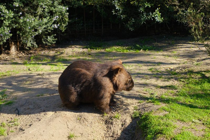 A wombat is sitting in a grassy area with trees in the background.