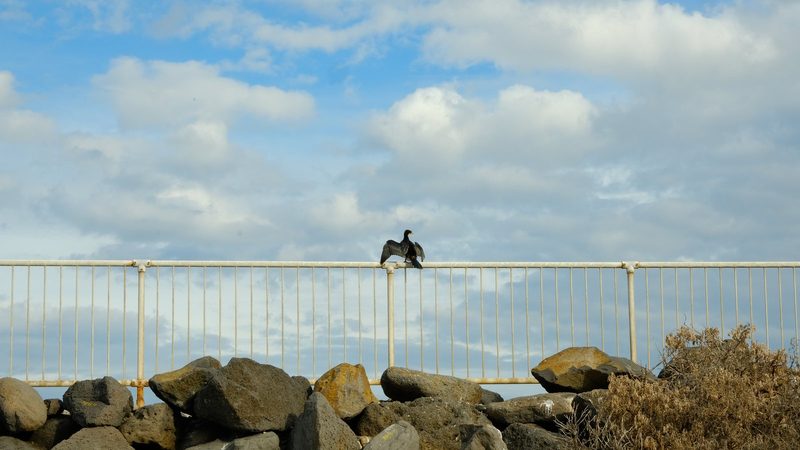 A metal fence with two birds perched on top, set against a cloudy sky and rocky foreground.