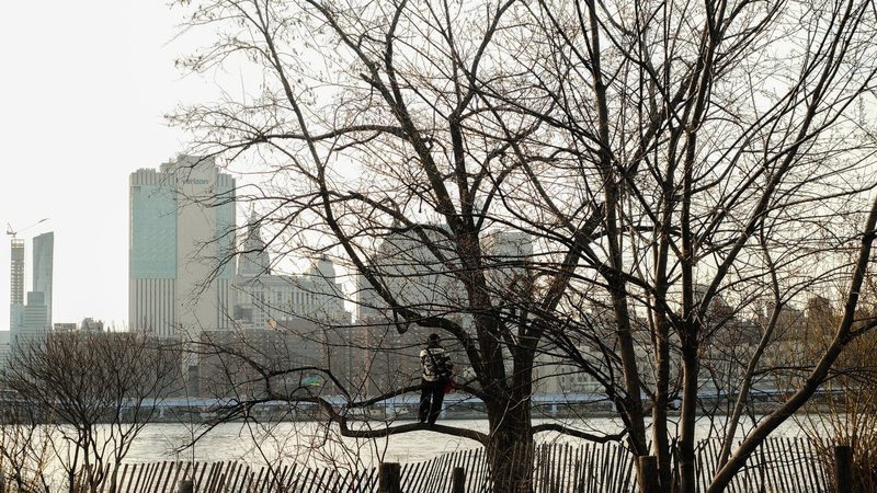 A person is standing on a tree branch in front of a city skyline.