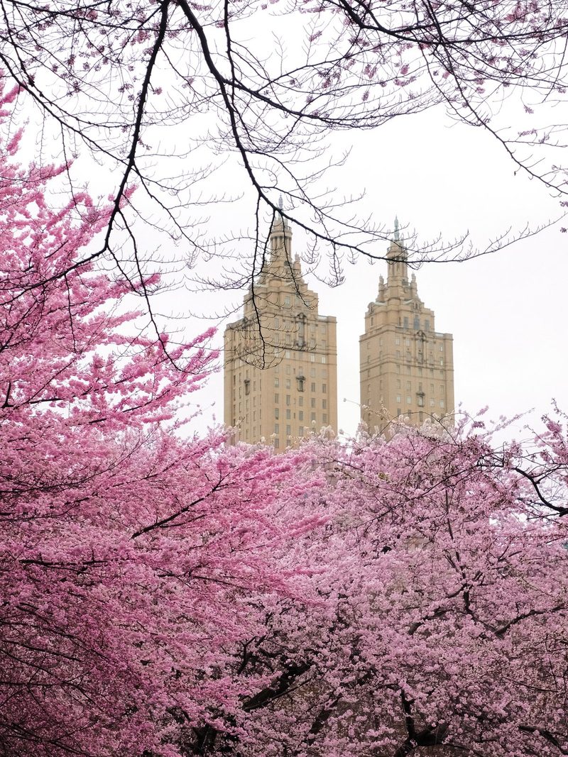 This photograph features two tan, multi-story buildings with spires, set against a backdrop of vibrant pink blossoms and bare branches.