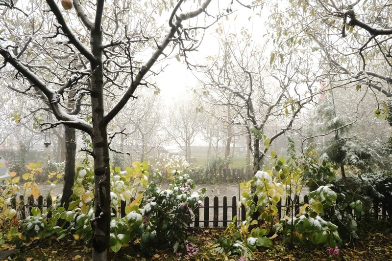 A snow-covered garden with a black picket fence, featuring a mix of bare and leafy trees, and a variety of plants and flowers.