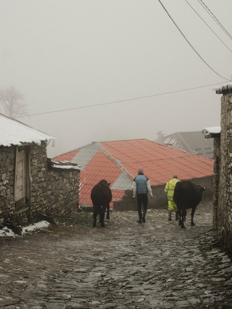 Three people and two cows walk down a cobblestone street between two stone buildings, with a red roofed building in the background.