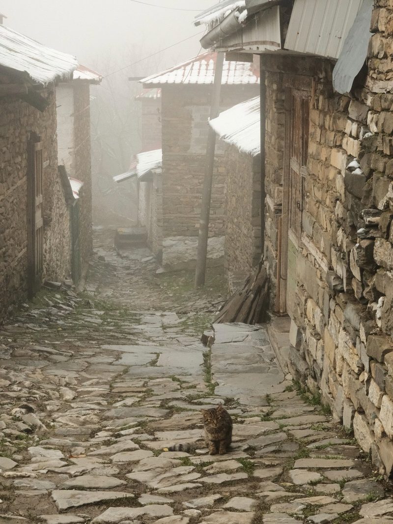 A stone-paved alleyway, flanked by stone buildings, is shrouded in fog, with a cat sitting on the ground in the foreground.