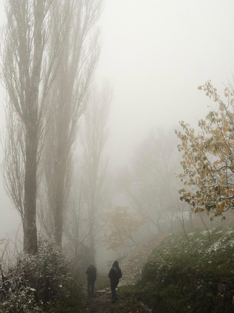 Two people walk along a path through a forest, surrounded by tall trees and dense fog.