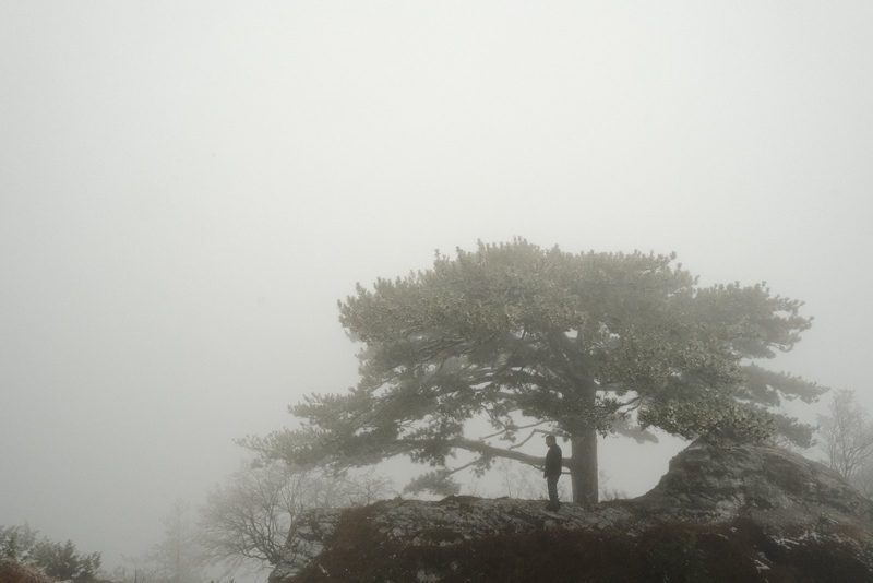 A man stands on a rocky outcropping, gazing up at a large tree in a foggy landscape.