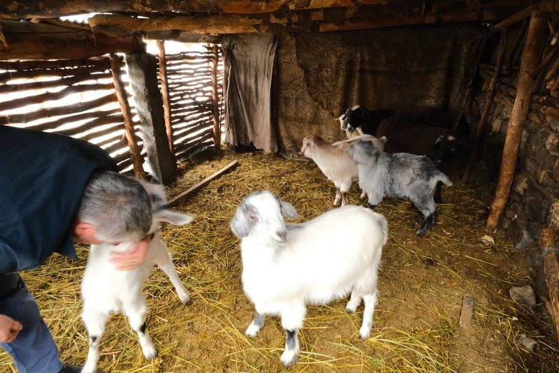 A man is standing in a barn with a group of goats.