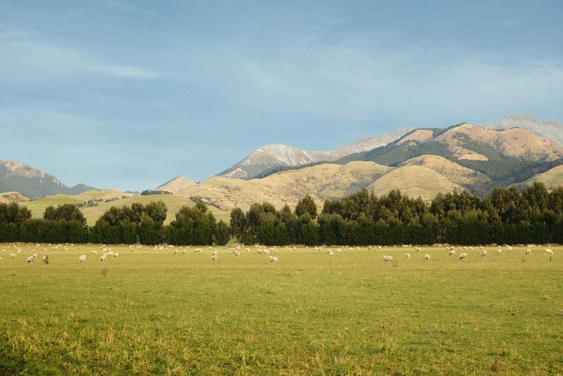 A vast green field with a line of trees and rolling hills in the background.