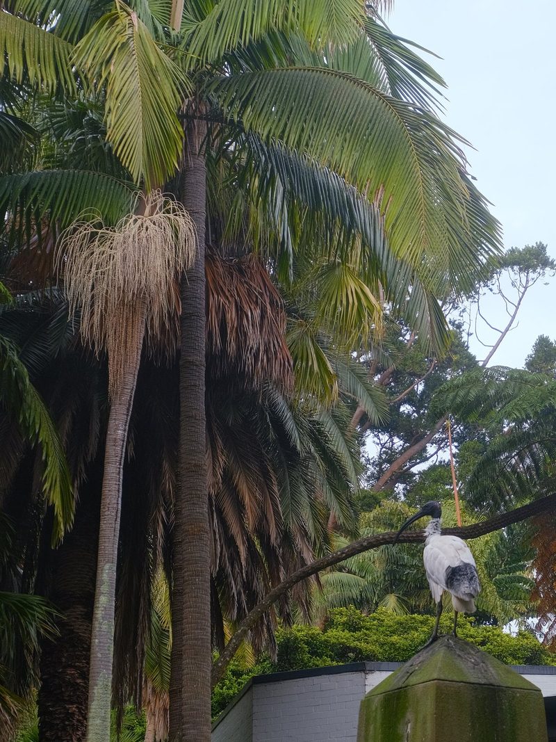 A large white bird with a black head and long beak stands on a green structure, surrounded by palm trees and other foliage.