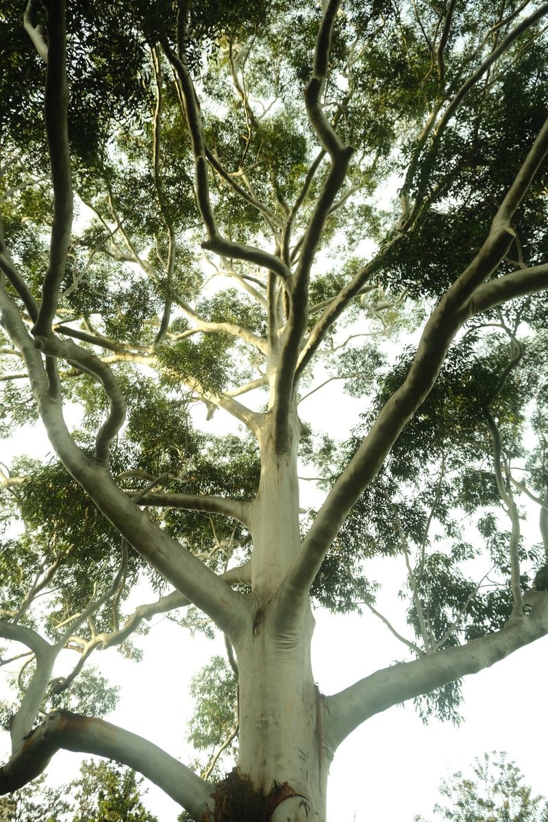 A tall tree with a thick, light-colored trunk and branches stretching upwards, surrounded by lush green leaves.
