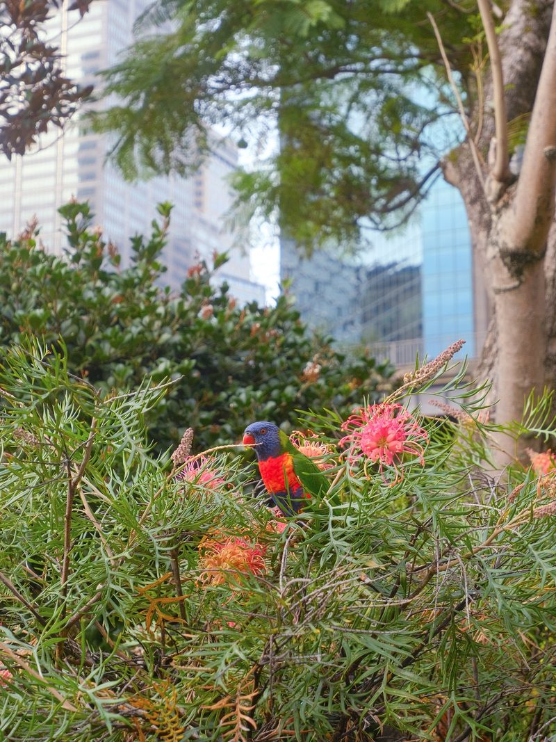 A small bird with a blue head, red chest, and green wings stands in a bush with pink flowers, surrounded by trees and buildings in the background.