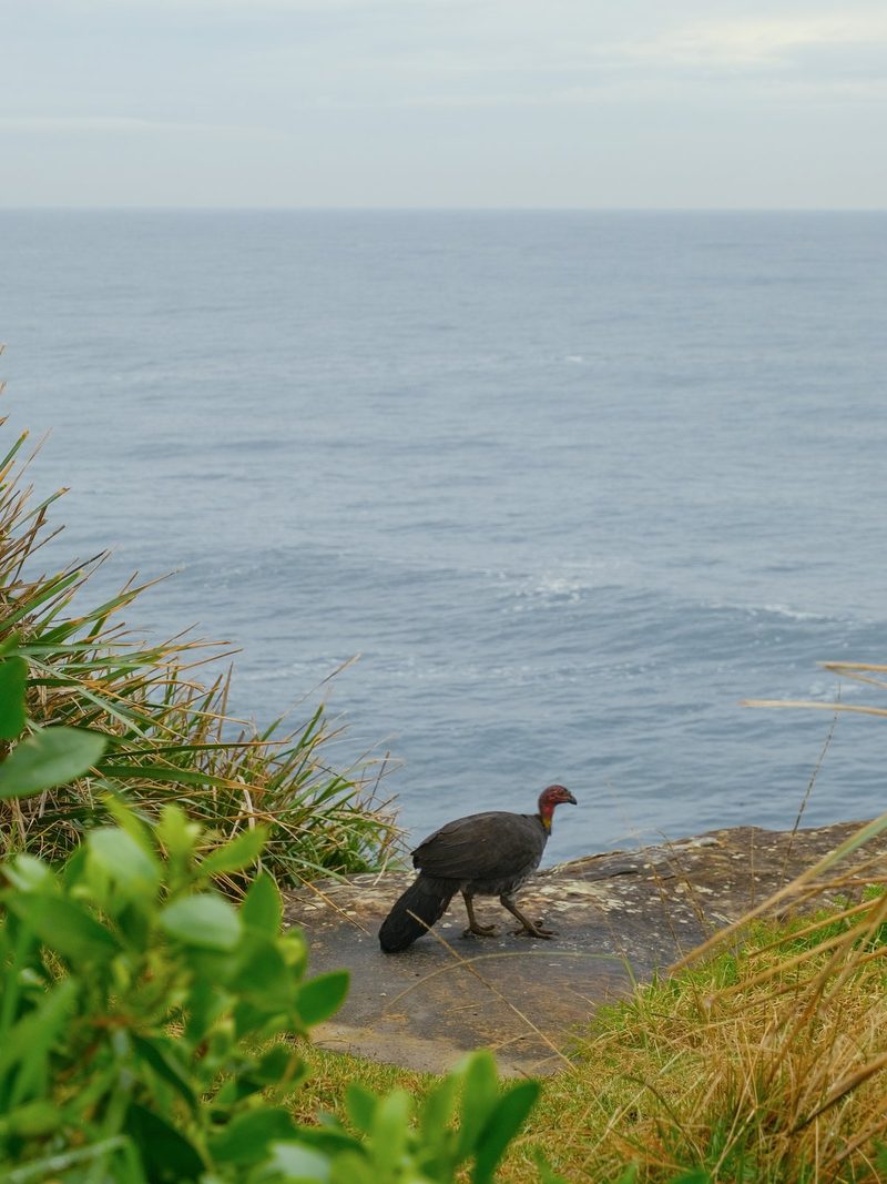 A large bird with a red head and dark body walks along a rocky path near a body of water, surrounded by grasses and plants.