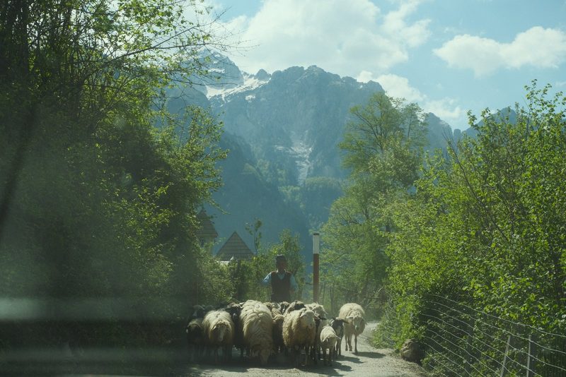 A man is herding sheep on a dirt road in a mountainous area.