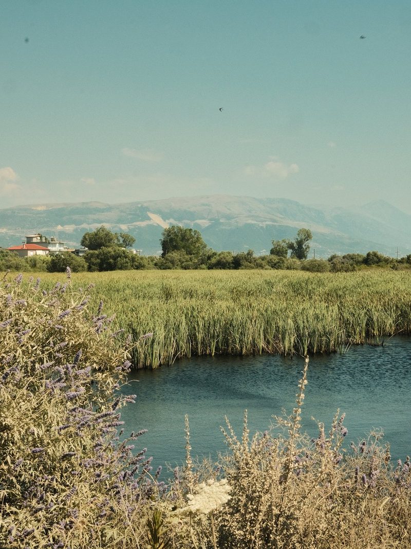 A serene landscape featuring a body of water, tall grasses, and a distant mountain range under a clear blue sky.
