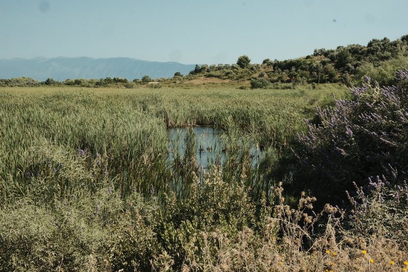 A serene landscape featuring a small pond surrounded by tall grasses and wildflowers, set against a backdrop of rolling hills and a clear blue sky.