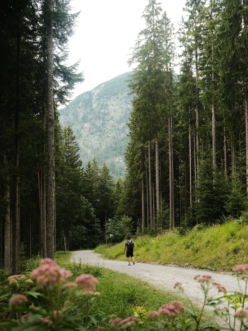 A person walks along a winding gravel path through a forest, surrounded by tall trees and wildflowers.