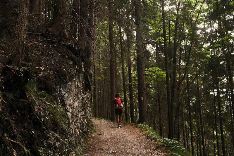 A person walks along a dirt path in a dense forest, surrounded by tall trees and a rocky outcropping on the left.